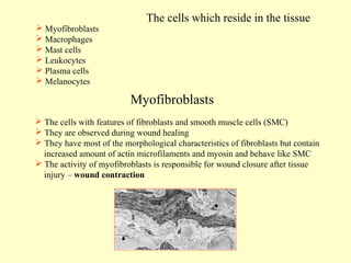 Myofibroblasts
 Macrophages
 Mast cells
 Leukocytes
 Plasma cells
 Melanocytes

The cells which reside in the tissue

Myofibroblasts
 The cells with features of fibroblasts and smooth muscle cells (SMC)
 They are observed during wound healing
 They have most of the morphological characteristics of fibroblasts but contain
increased amount of actin microfilaments and myosin and behave like SMC
 The activity of myofibroblasts is responsible for wound closure after tissue
injury – wound contraction

 