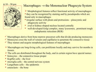 φ 10 – 30 µm

Macrophages → the Mononuclear Phagocyte System
 Morphological features reflect functional activity of macrophages:
 they can be recognized by staining and by pseudopodia which are
found only in macrophages
 irregular surface with pleats and protrusions – pinocytotic and
phagocytic activity
 oval or kidney-shaped nucleus located centrally
 well-developed Golgi complex, many lysosomes, prominent rough
endoplasmic reticulum (RER)

 Macrophages derive from bone marrow precursor cells that divide producing monocytes
 Monocytes cross the wall of venules and capillaries to penetrate the connective tissue
 They mature and acquire morphological features of macrophages
 Macrophages are long-living cells, can proliferate locally and may survive for months in
tissues.
 The cells are distributed throughout the body, and in certain region have special names:
 histocytes – the connective tissue proper
 Kupffer cells – the liver
 microglia cells – the central nervous system
 Langerhans cells – the epidermis
 osteoclasts – the bone

 
