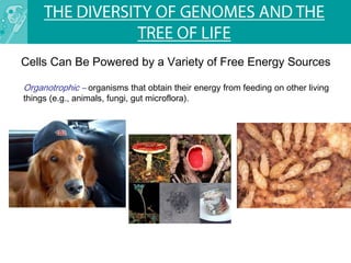 Lecture 3 -the diversity of genomes and the tree of life | PPTX
