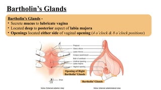 Lecture of Female Reproductive Organs Anatomy | PPTX
