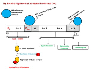 Pl
DNA
O Lac Z Lac Y
Lac L Plac Lac A
3′
II). Positive regulation: (Lac operon is switched ON)
RNA polymerase
able to bind to
promoter
5′ 3′
Lac L - mRNA
Active Repressor
Inactive form of Repressor
5′
β-galactosidase Galactoside
Permease Transacetylase
Repressor – Inducer complex
Lactose (inducer) L
 