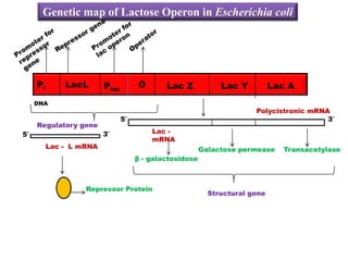 Genetic map of Lactose Operon in Escherichia coli
Pl LacL O
DNA
Regulatory gene
5′ 3′
Lac -
Polycistronic mRNA
5′ 3′
Plac Lac Z Lac Y Lac A
Lac -
mRNA
β - galactosidose
Galactose permease Transacetylase
5′ 3′
Lac - L mRNA
Repressor Protein
Structural gene
 