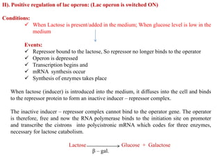 II). Positive regulation of lac operon: (Lac operon is switched ON)
Conditions:
 When Lactose is present/added in the medium; When glucose level is low in the
medium
Events:
 Repressor bound to the lactose, So repressor no longer binds to the operator
 Operon is depressed
 Transcription begins and
 mRNA synthesis occur
 Synthesis of enzymes takes place
When lactose (inducer) is introduced into the medium, it diffuses into the cell and binds
to the repressor protein to form an inactive inducer – repressor complex.
The inactive inducer – repressor complex cannot bind to the operator gene. The operator
is therefore, free and now the RNA polymerase binds to the initiation site on promoter
and transcribe the cistrons into polycistronic mRNA which codes for three enzymes,
necessary for lactose catabolism.
Lactose Glucose + Galactose
β – gal.
 