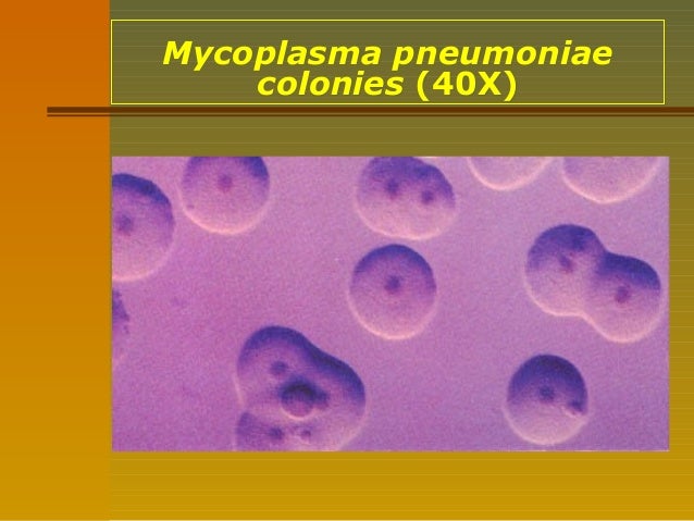 Lecture 31 Mycoplasms