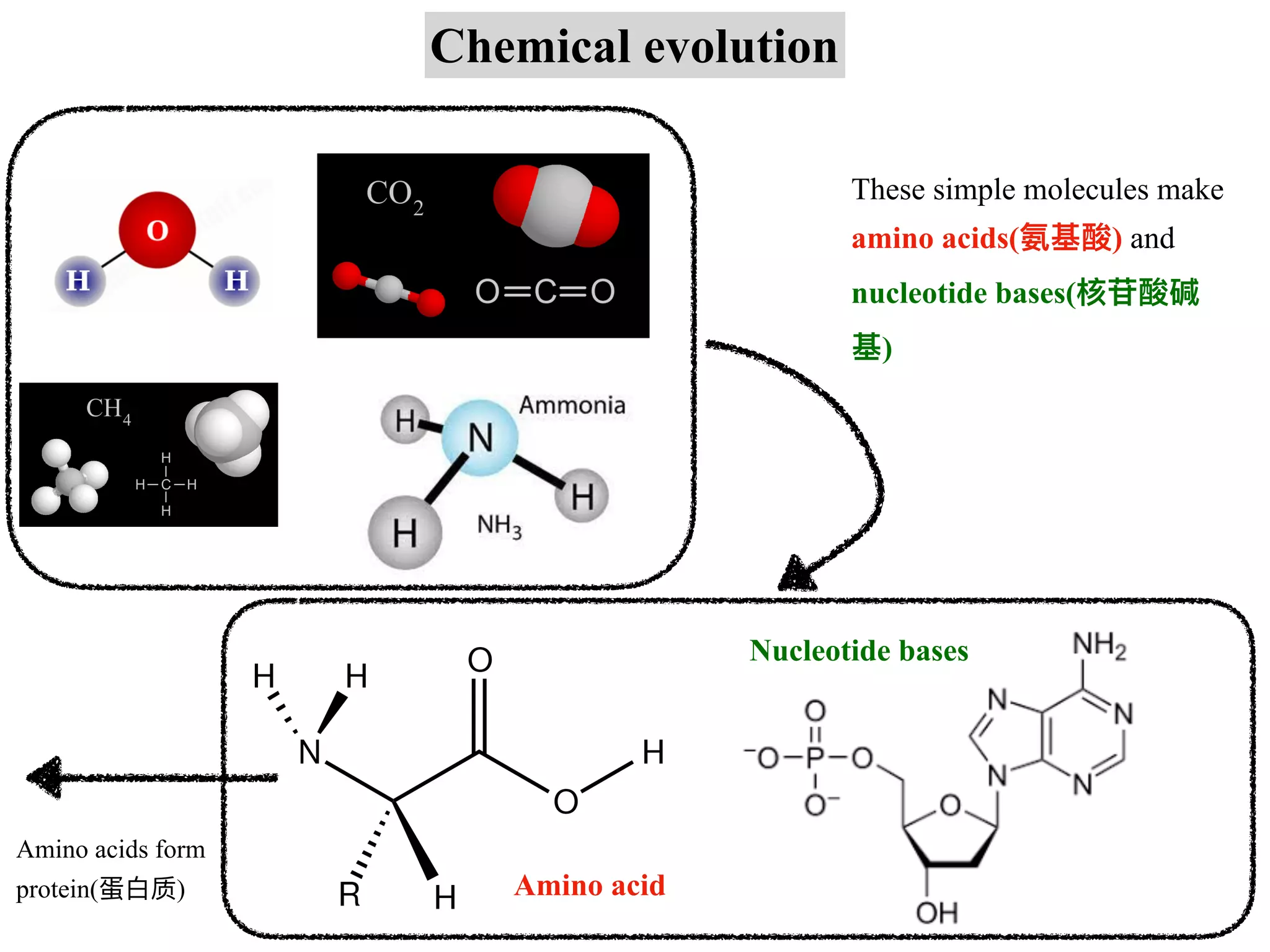 Chemical evolution
Amino acid
Nucleotide bases
These simple molecules make
amino acids(氨基酸) and
nucleotide bases(核苷酸碱
基)
Amino acids form
protein(蛋⽩质)
 