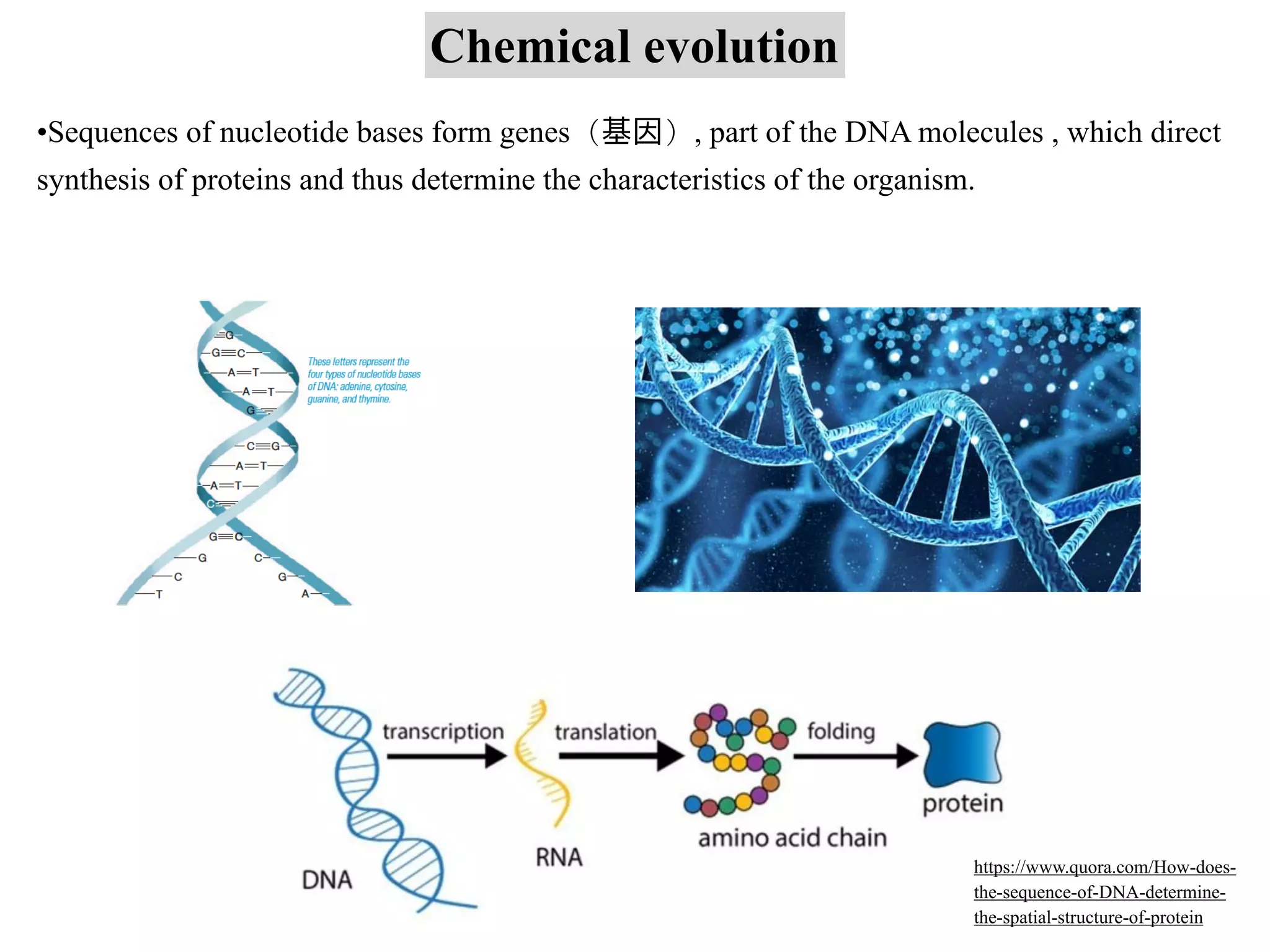Chemical evolution
•Sequences of nucleotide bases form genes（基因）, part of the DNA molecules , which direct
synthesis of proteins and thus determine the characteristics of the organism.
https://www.quora.com/How-does-
the-sequence-of-DNA-determine-
the-spatial-structure-of-protein
 