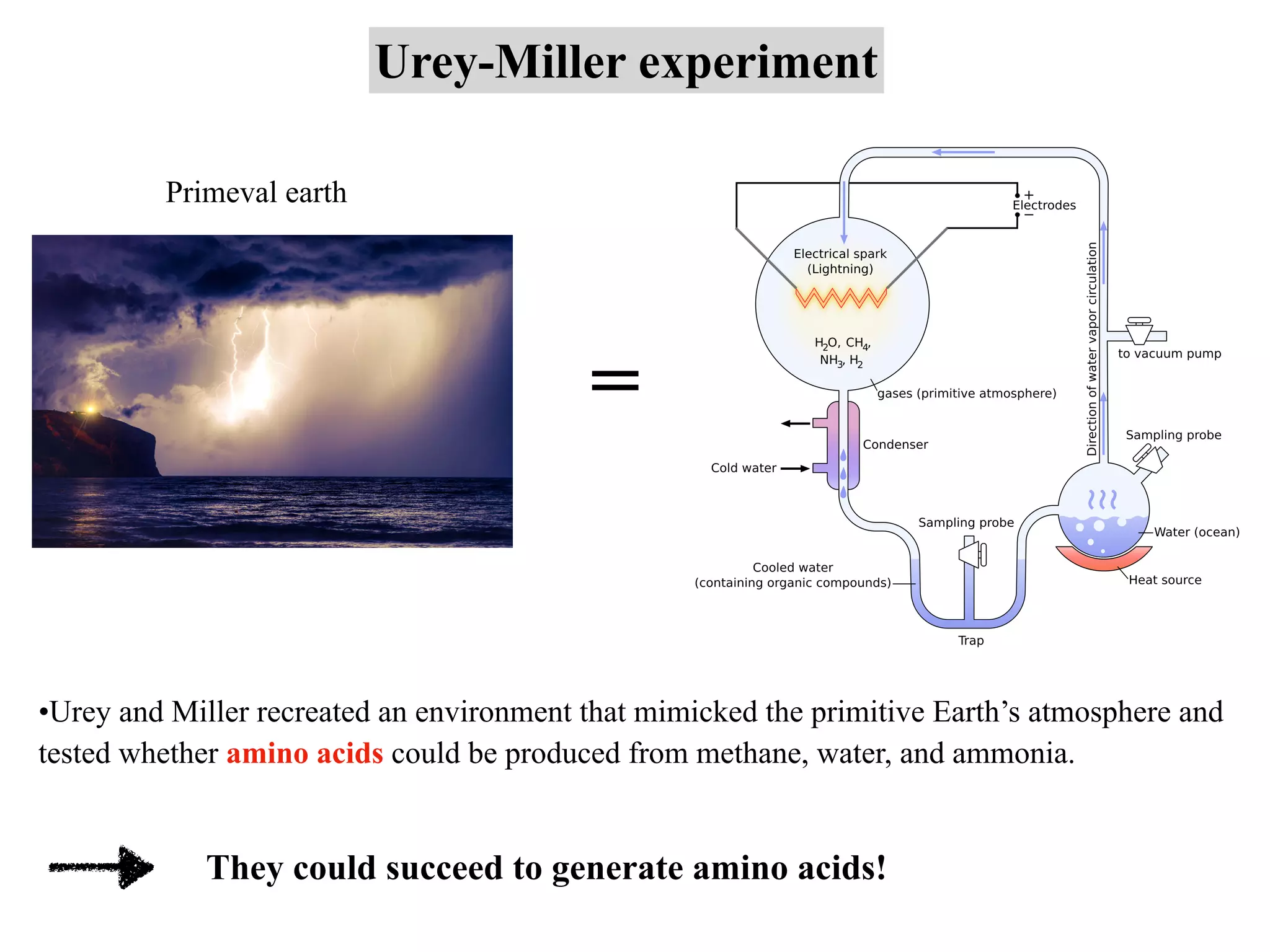 Urey-Miller experiment
=
Primeval earth
•Urey and Miller recreated an environment that mimicked the primitive Earth’s atmosphere and
tested whether amino acids could be produced from methane, water, and ammonia.
They could succeed to generate amino acids!
 