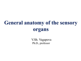 General anatomy of the sensory
organs
V.Sh. Vagapova
Ph.D., professor
 
