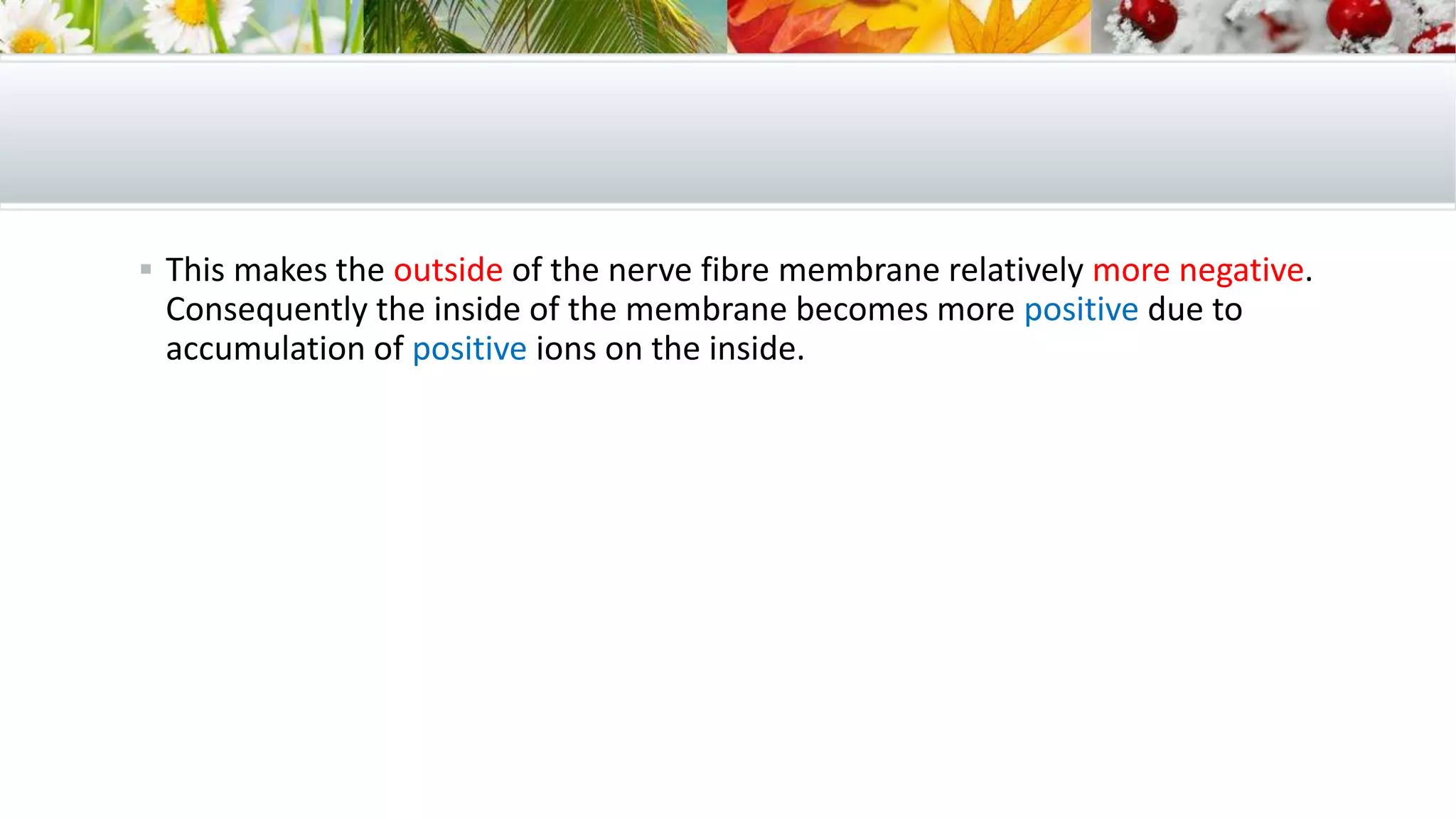  This makes the outside of the nerve fibre membrane relatively more negative.
Consequently the inside of the membrane becomes more positive due to
accumulation of positive ions on the inside.
 