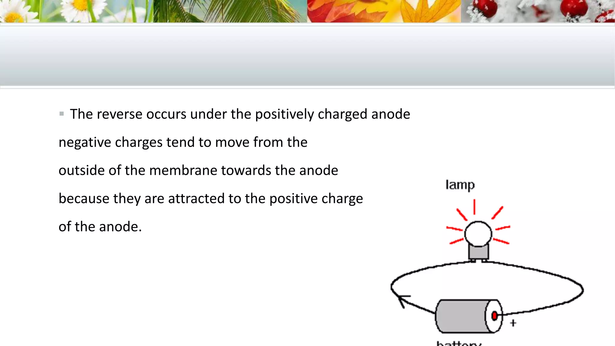  The reverse occurs under the positively charged anode
negative charges tend to move from the
outside of the membrane towards the anode
because they are attracted to the positive charge
of the anode.
 