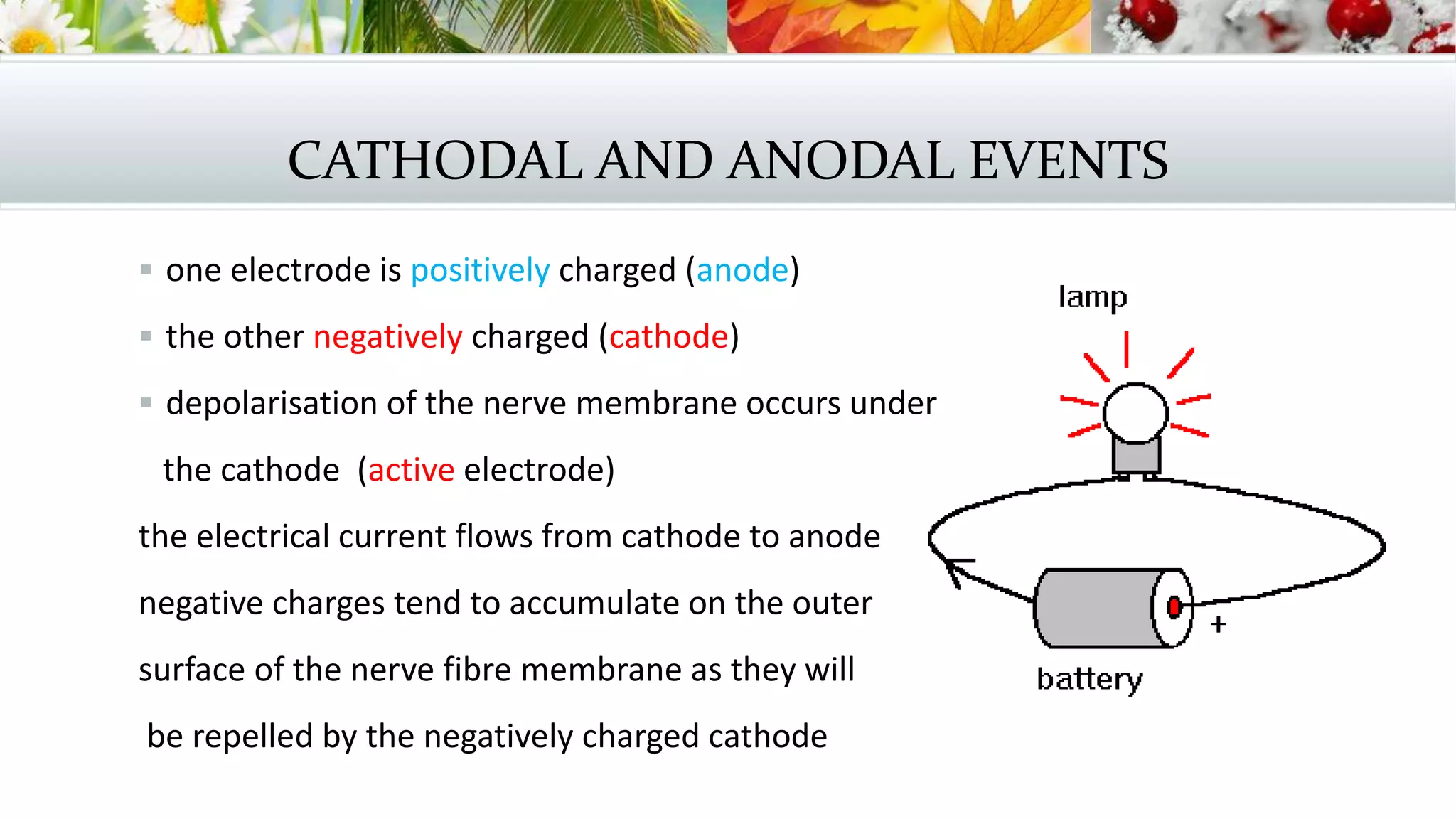 CATHODAL AND ANODAL EVENTS
 one electrode is positively charged (anode)
 the other negatively charged (cathode)
 depolarisation of the nerve membrane occurs under
the cathode (active electrode)
the electrical current flows from cathode to anode
negative charges tend to accumulate on the outer
surface of the nerve fibre membrane as they will
be repelled by the negatively charged cathode
 