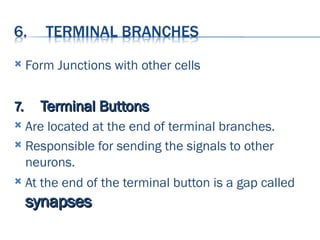 Structure of neuron and functions of neuron | PPT