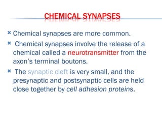 Structure of neuron and functions of neuron | PPT