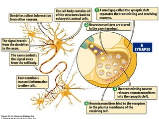 Structure of neuron and functions of neuron | PPT