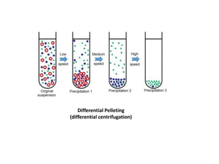 Differential Pelleting
(differential centrifugation)
 