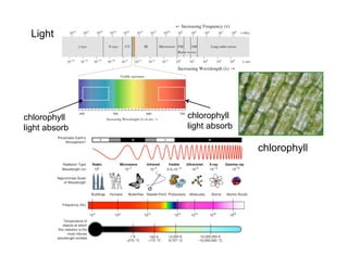 Light




chlorophyll    chlorophyll
light absorb   light absorb

                              chlorophyll
 