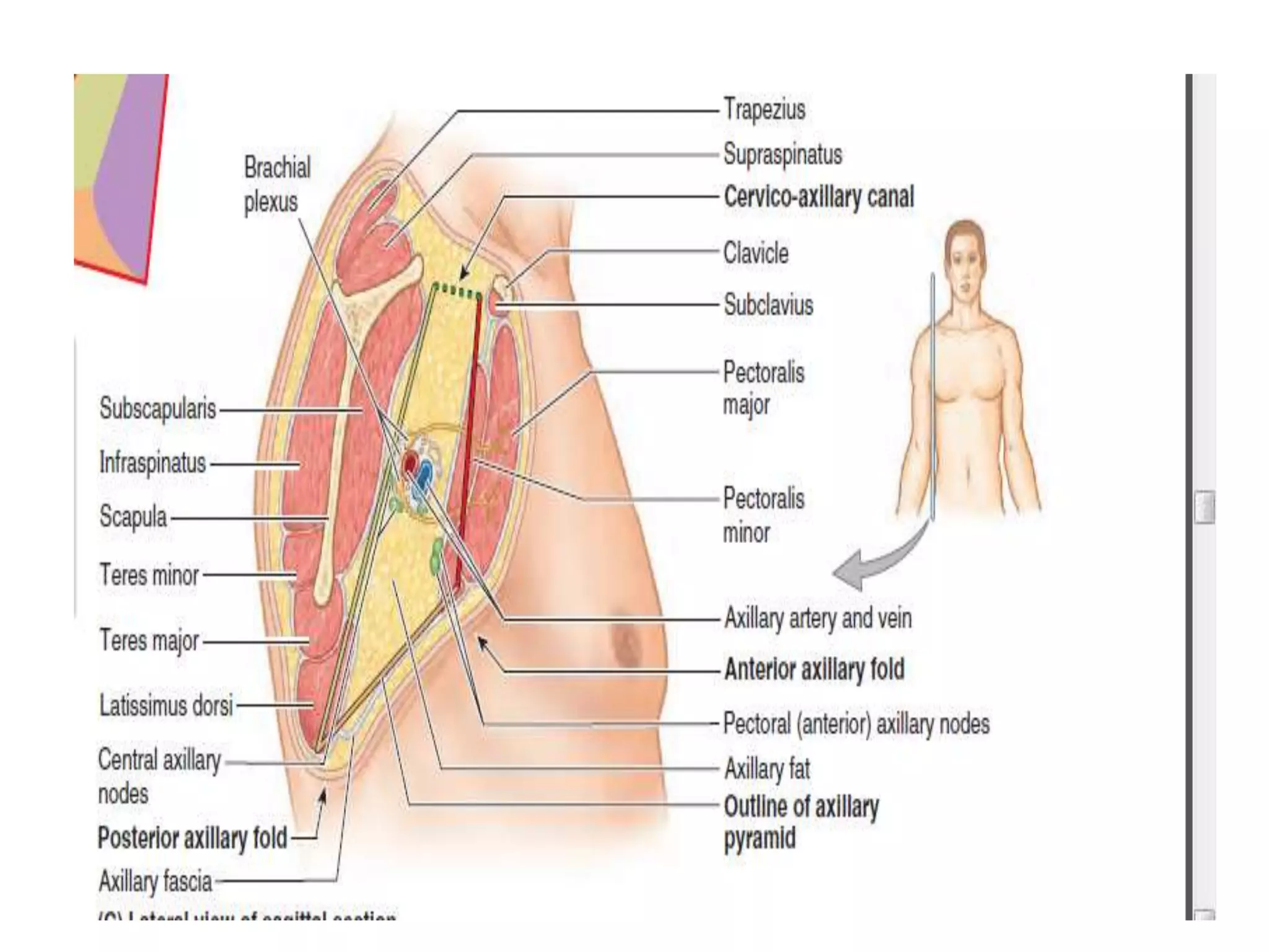 Anatomy of axilla with Dr- Ameera Al-Humidi .pptx