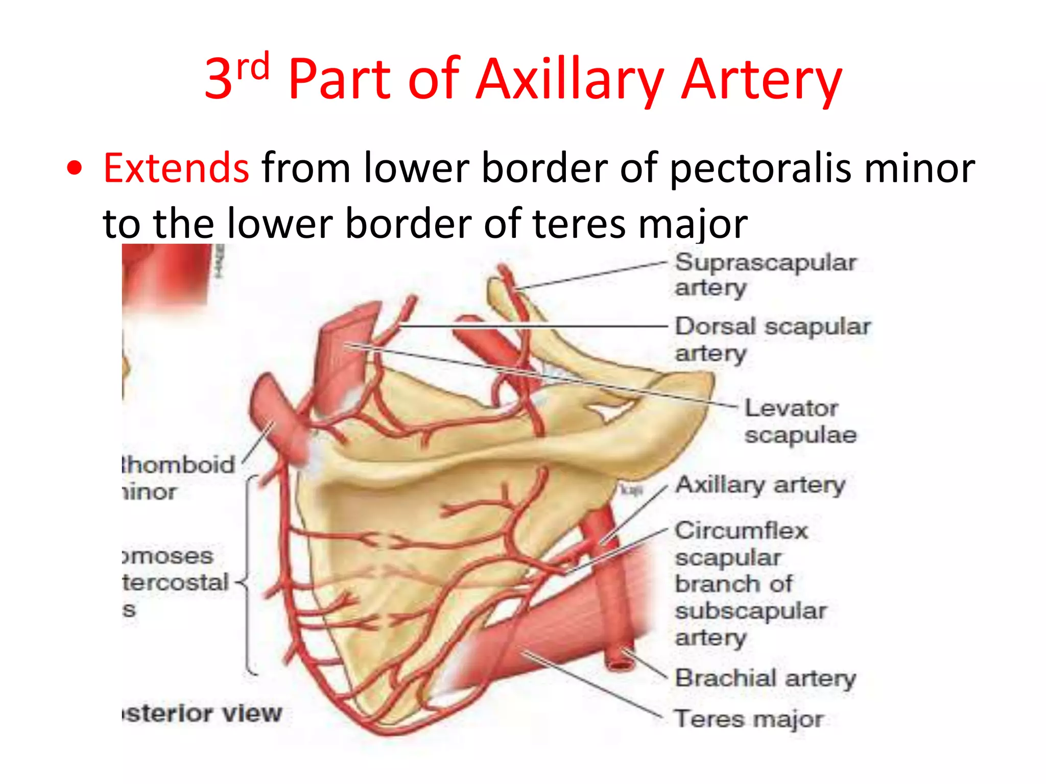 Anatomy of axilla with Dr- Ameera Al-Humidi .pptx
