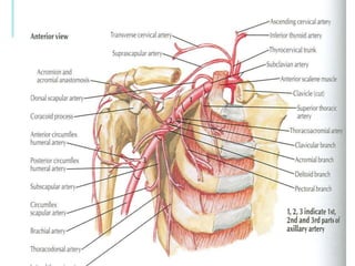 Anatomy of axilla with Dr- Ameera Al-Humidi .pptx