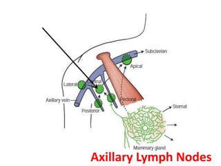 Anatomy of axilla with Dr- Ameera Al-Humidi .pptx