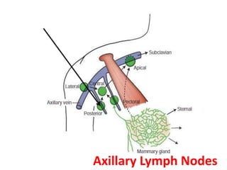 Anatomy of axilla with Dr- Ameera Al-Humidi .pptx