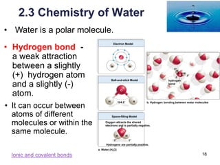 18
2.3 Chemistry of Water
• Hydrogen bond -
a weak attraction
between a slightly
(+) hydrogen atom
and a slightly (-)
atom.
Electron Model
H
H H
H
H
H
H H
O
O
O
O
Ball-and-stick Model
Space-filling Model
Oxygen attracts the shared
electrons and is partially negative.
b. Hydrogen bonding between water molecules
hydrogen
bond
Hydrogens are partially positive.
a. Water (H2O)
104.5˚
+
+
-
+
+
-
• Water is a polar molecule.
• It can occur between
atoms of different
molecules or within the
same molecule.
Ionic and covalent bonds
 