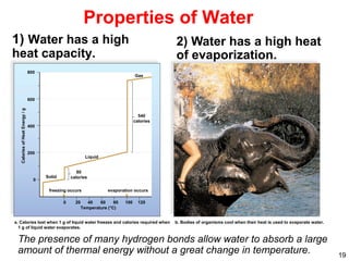 Calories
of
Heat
Energy
/
g
0
800
600
400
200
Solid
evaporation occurs
Liquid
540
calories
Gas
80
calories
a. Calories lost when 1 g of liquid water freezes and calories required when
1 g of liquid water evaporates.
b. Bodies of organisms cool when their heat is used to evaporate water.
freezing occurs
Temperature (°C)
120
100
80
0 20 40 60
19
Properties of Water
1) Water has a high
heat capacity.
2) Water has a high heat
of evaporization.
The presence of many hydrogen bonds allow water to absorb a large
amount of thermal energy without a great change in temperature.
 