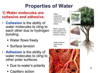 Water
evaporates,
pulling the water
column from the
roots to the
leaves.
Water molecules
cling together and
adhere to sides of
vessels in stems.
Water enters a
plant at root
cells.
H2O
H2O
21
Properties of Water
1) Water molecules are
cohesive and adhesive.
• Cohesion is the ability of
water molecules to cling to
each other due to hydrogen
bonding.
▪ Water flows freely
▪ Surface tension
• Adhesion is the ability of
water molecules to cling to
other polar surfaces.
▪ Due to water’s polarity
▪ Capillary action
 
