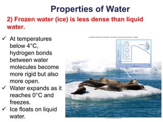 22
Properties of Water
2) Frozen water (ice) is less dense than liquid
water.
✓ At temperatures
below 4°C,
hydrogen bonds
between water
molecules become
more rigid but also
more open.
✓ Water expands as it
reaches 0°C and
freezes.
✓ Ice floats on liquid
water.
 