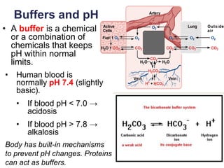 25
Buffers and pH
• A buffer is a chemical
or a combination of
chemicals that keeps
pH within normal
limits.
• Human blood is
normally pH 7.4 (slightly
basic).
• If blood pH < 7.0 →
acidosis
• If blood pH > 7.8 →
alkalosis
Body has built-in mechanisms
to prevent pH changes. Proteins
can act as buffers.
 