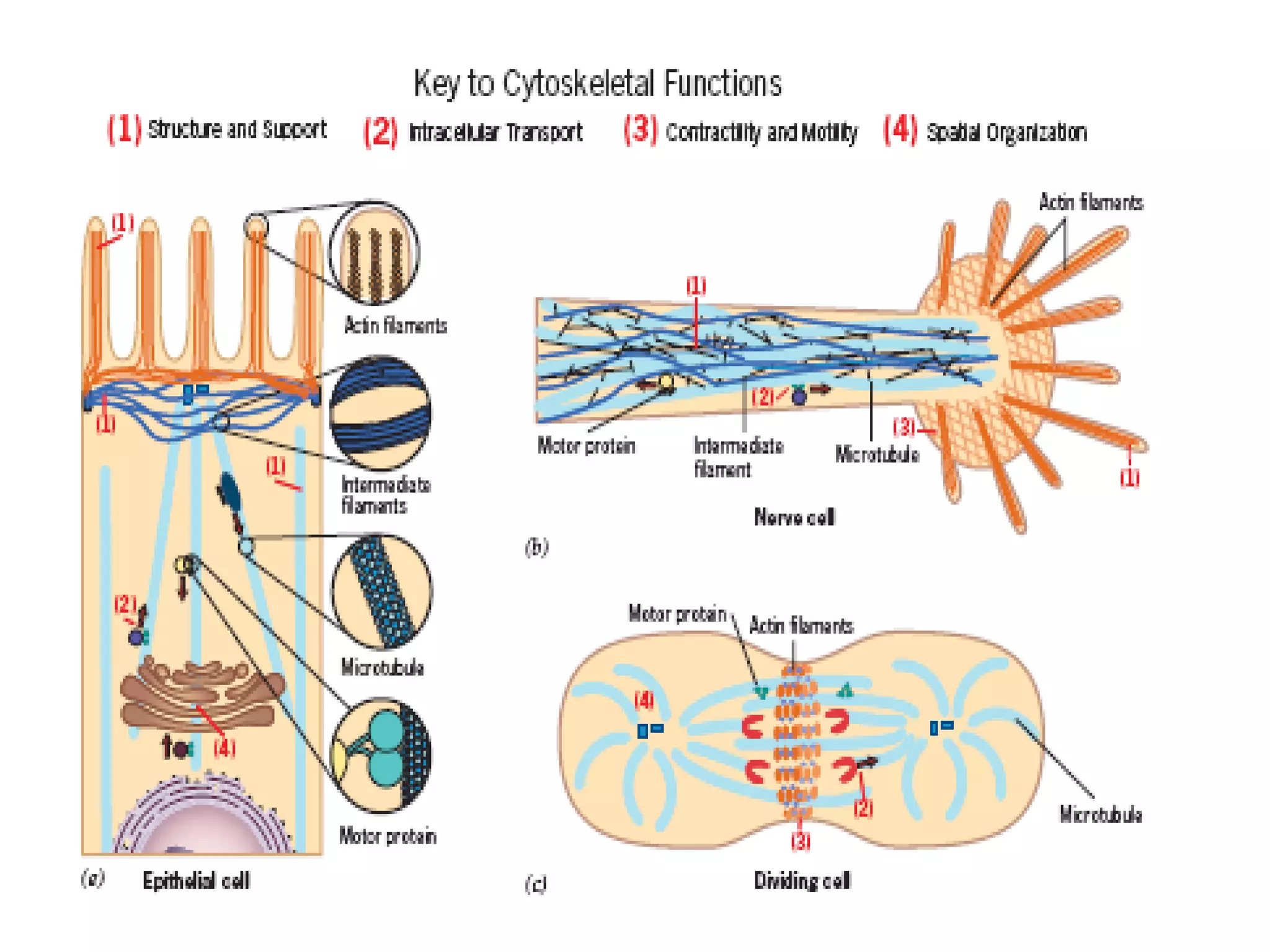 Cytoplasmic Inclusions Examples lecture 3 b Cytoplasm and inclusion.pdf