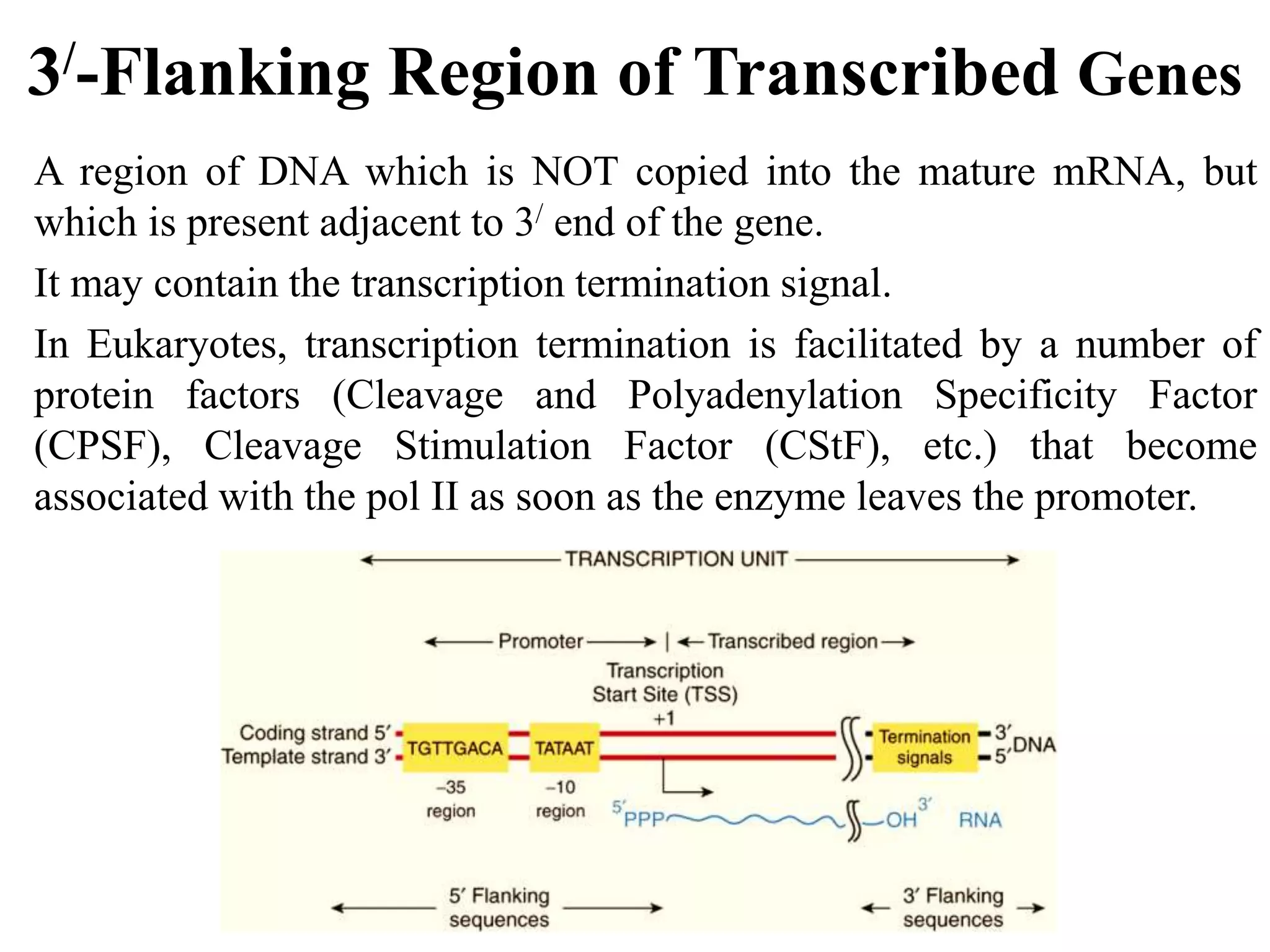 3/-Flanking Region of Transcribed Genes
A region of DNA which is NOT copied into the mature mRNA, but
which is present adjacent to 3/ end of the gene.
It may contain the transcription termination signal.
In Eukaryotes, transcription termination is facilitated by a number of
protein factors (Cleavage and Polyadenylation Specificity Factor
(CPSF), Cleavage Stimulation Factor (CStF), etc.) that become
associated with the pol II as soon as the enzyme leaves the promoter.
 