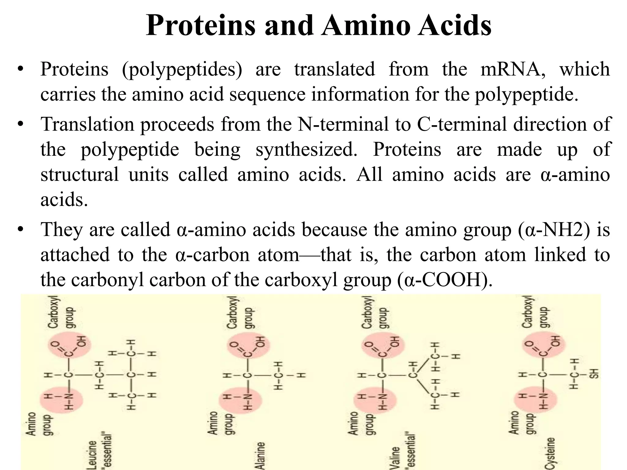 Proteins and Amino Acids
• Proteins (polypeptides) are translated from the mRNA, which
carries the amino acid sequence information for the polypeptide.
• Translation proceeds from the N-terminal to C-terminal direction of
the polypeptide being synthesized. Proteins are made up of
structural units called amino acids. All amino acids are α-amino
acids.
• They are called α-amino acids because the amino group (α-NH2) is
attached to the α-carbon atom—that is, the carbon atom linked to
the carbonyl carbon of the carboxyl group (α-COOH).
 