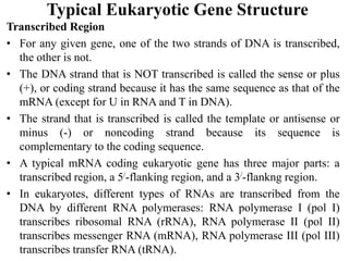 Typical Eukaryotic Gene Structure
Transcribed Region
• For any given gene, one of the two strands of DNA is transcribed,
the other is not.
• The DNA strand that is NOT transcribed is called the sense or plus
(+), or coding strand because it has the same sequence as that of the
mRNA (except for U in RNA and T in DNA).
• The strand that is transcribed is called the template or antisense or
minus (-) or noncoding strand because its sequence is
complementary to the coding sequence.
• A typical mRNA coding eukaryotic gene has three major parts: a
transcribed region, a 5/-flanking region, and a 3/-flankng region.
• In eukaryotes, different types of RNAs are transcribed from the
DNA by different RNA polymerases: RNA polymerase I (pol I)
transcribes ribosomal RNA (rRNA), RNA polymerase II (pol II)
transcribes messenger RNA (mRNA), RNA polymerase III (pol III)
transcribes transfer RNA (tRNA).
 