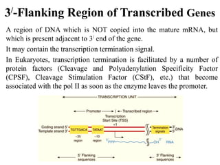 3/-Flanking Region of Transcribed Genes
A region of DNA which is NOT copied into the mature mRNA, but
which is present adjacent to 3/ end of the gene.
It may contain the transcription termination signal.
In Eukaryotes, transcription termination is facilitated by a number of
protein factors (Cleavage and Polyadenylation Specificity Factor
(CPSF), Cleavage Stimulation Factor (CStF), etc.) that become
associated with the pol II as soon as the enzyme leaves the promoter.
 