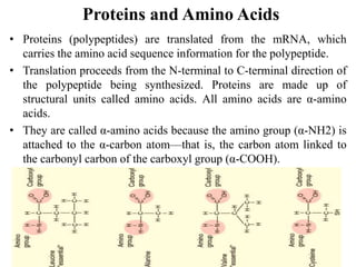 Proteins and Amino Acids
• Proteins (polypeptides) are translated from the mRNA, which
carries the amino acid sequence information for the polypeptide.
• Translation proceeds from the N-terminal to C-terminal direction of
the polypeptide being synthesized. Proteins are made up of
structural units called amino acids. All amino acids are α-amino
acids.
• They are called α-amino acids because the amino group (α-NH2) is
attached to the α-carbon atom—that is, the carbon atom linked to
the carbonyl carbon of the carboxyl group (α-COOH).
 