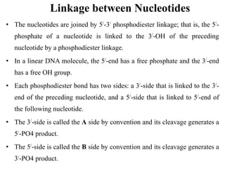 Linkage between Nucleotides
• The nucleotides are joined by 5/-3/ phosphodiester linkage; that is, the 5/-
phosphate of a nucleotide is linked to the 3/-OH of the preceding
nucleotide by a phosphodiester linkage.
• In a linear DNA molecule, the 5/-end has a free phosphate and the 3/-end
has a free OH group.
• Each phosphodiester bond has two sides: a 3/-side that is linked to the 3/-
end of the preceding nucleotide, and a 5/-side that is linked to 5/-end of
the following nucleotide.
• The 3/-side is called the A side by convention and its cleavage generates a
5/-PO4 product.
• The 5/-side is called the B side by convention and its cleavage generates a
3/-PO4 product.
 