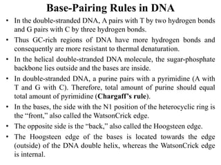 Base-Pairing Rules in DNA
• In the double-stranded DNA, A pairs with T by two hydrogen bonds
and G pairs with C by three hydrogen bonds.
• Thus GC-rich regions of DNA have more hydrogen bonds and
consequently are more resistant to thermal denaturation.
• In the helical double-stranded DNA molecule, the sugar-phosphate
backbone lies outside and the bases are inside.
• In double-stranded DNA, a purine pairs with a pyrimidine (A with
T and G with C). Therefore, total amount of purine should equal
total amount of pyrimidine (Chargaff’s rule).
• In the bases, the side with the N1 position of the heterocyclic ring is
the “front,” also called the WatsonCrick edge.
• The opposite side is the “back,” also called the Hoogsteen edge.
• The Hoogsteen edge of the bases is located towards the edge
(outside) of the DNA double helix, whereas the WatsonCrick edge
is internal.
 