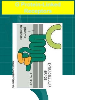 G Protein-Linked
Receptors
 