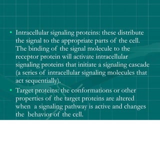 • Intracellular signaling proteins: these distribute
the signal to the appropriate parts of the cell.
The binding of the signal molecule to the
receptor protein will activate intracellular
signaling proteins that initiate a signaling cascade
(a series of intracellular signaling molecules that
act sequentially).
• Target proteins: the conformations or other
properties of the target proteins are altered
when a signaling pathway is active and changes
the behavior of the cell.
 