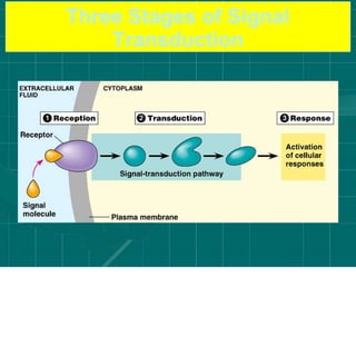 Three Stages of Signal
Transduction
 