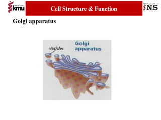 Golgi apparatus
 