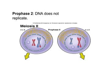 Prophase 2: DNA does not
replicate.
 