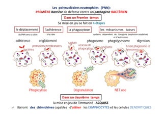 Les polynucléaires neutrophiles (PNN):
PREMIÈRE barrière de défense contre un pathogène BACTÉRIEN
Sa mise en jeu se fait e...