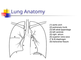 Lung Anatomy
(1) aortic arch
(2) pulmonary trunk
(3) left atrial appendage
(4) left ventricle
(5) right atrium
(6) superior vena cava
(7 & 8) diaphragm
(9) transverse fissure
 