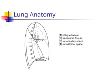 Lung Anatomy
(1) oblique fissure
(2) transverse fissure
(3) retrocardiac space
(4) retrosternal space
 