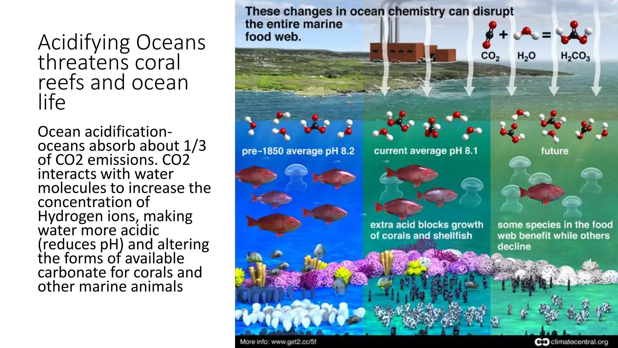 Acidifying Oceans
threatens coral
reefs and ocean
life
Ocean acidification-
oceans absorb about 1/3
of CO2 emissions. CO2
interacts with water
molecules to increase the
concentration of
Hydrogen ions, making
water more acidic
(reduces pH) and altering
the forms of available
carbonate for corals and
other marine animals
 