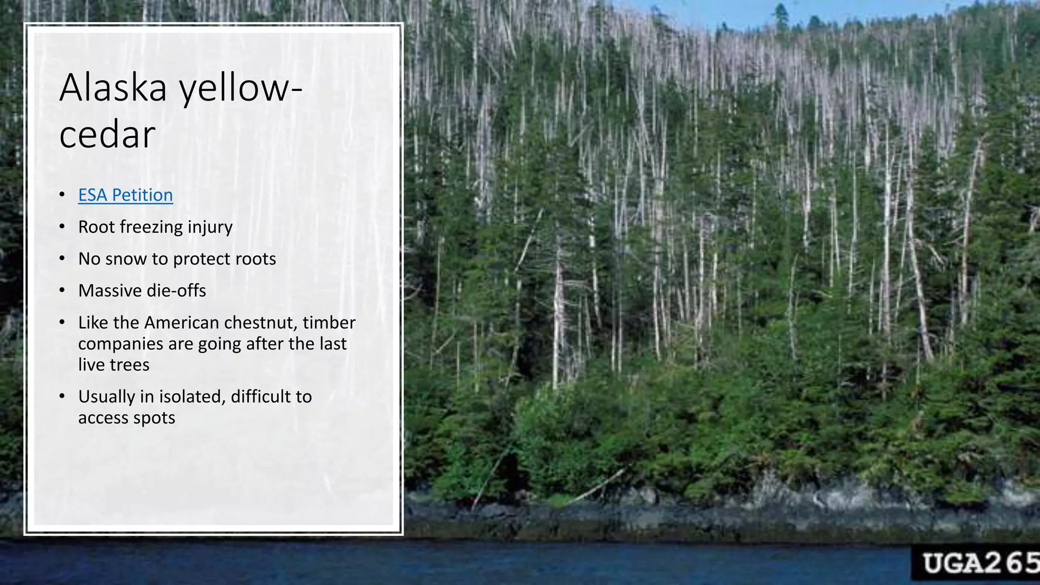 Alaska yellow-
cedar
• ESA Petition
• Root freezing injury
• No snow to protect roots
• Massive die-offs
• Like the American chestnut, timber
companies are going after the last
live trees
• Usually in isolated, difficult to
access spots
 