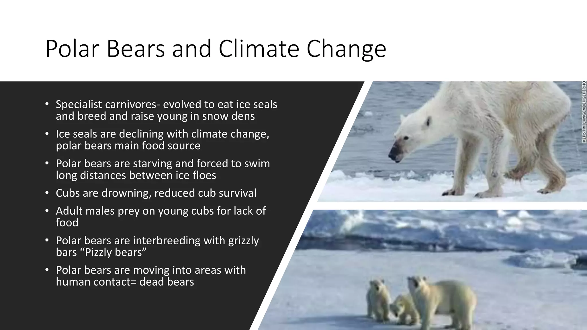 Polar Bears and Climate Change
• Specialist carnivores- evolved to eat ice seals
and breed and raise young in snow dens
• Ice seals are declining with climate change,
polar bears main food source
• Polar bears are starving and forced to swim
long distances between ice floes
• Cubs are drowning, reduced cub survival
• Adult males prey on young cubs for lack of
food
• Polar bears are interbreeding with grizzly
bars “Pizzly bears”
• Polar bears are moving into areas with
human contact= dead bears
 