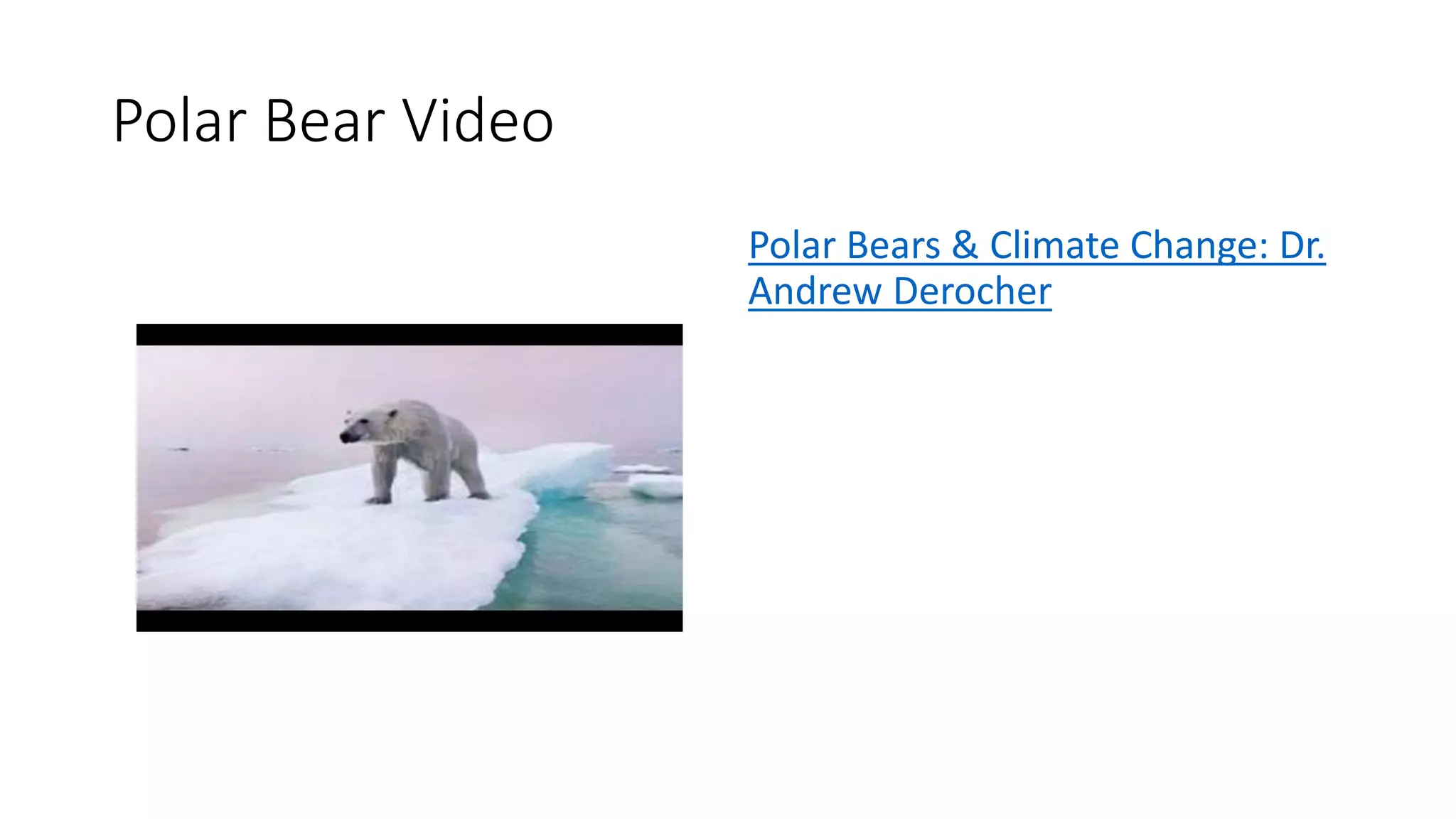 Polar Bear Video
Polar Bears & Climate Change: Dr.
Andrew Derocher
 